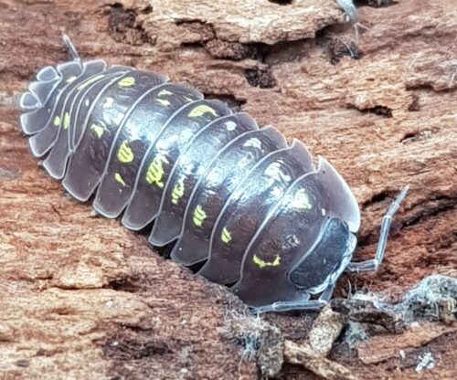 Armadillidium tiriolense