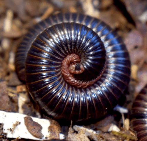Spirobolus sp. "Caramel"