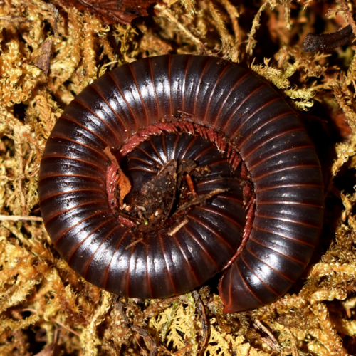 Litostrophus scaber