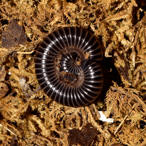 Spirobolus sp. "Lavender"