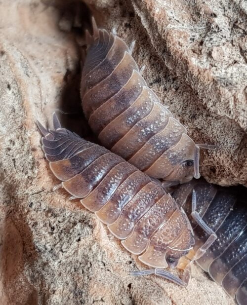 Porcellio scaber 'Rust'