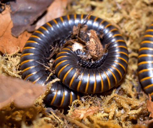 Spirobolus bungii