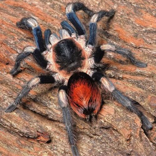 Hapalotremus vilcanota