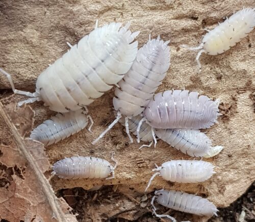 Porcellio baeticensis 'violet'