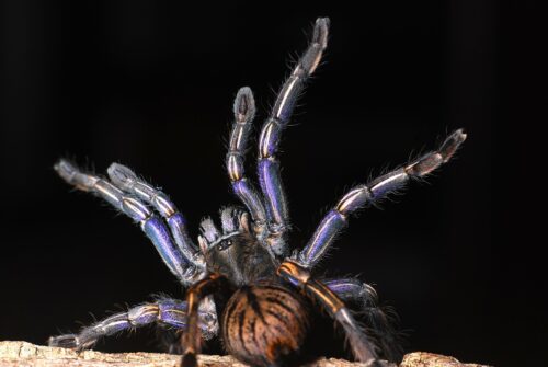Melopoeus sp. "Purple"