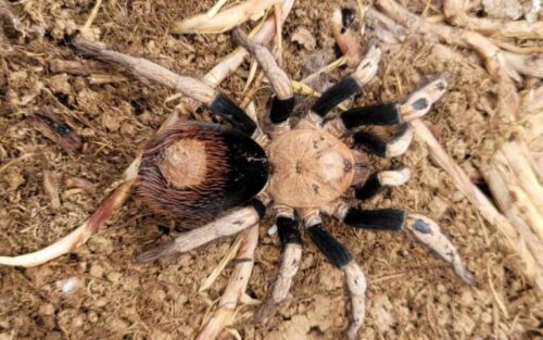 Hapalotremus sp 'Puma'