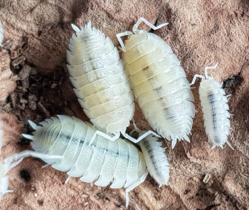 Porcellio scaber "White Out"