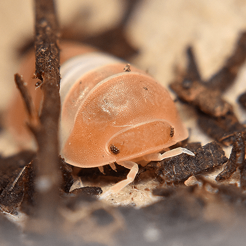 Cubaris sp. "Red Panda"