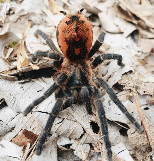 Davus sp. "Colombia"