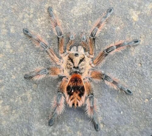 Prixotrichus scrofa