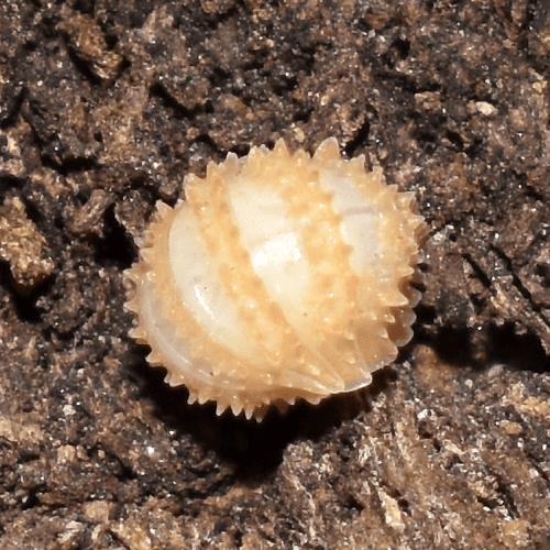 Cristarmadillidium muricatum - Image 2