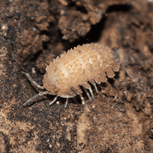 Cristarmadillidium muricatum