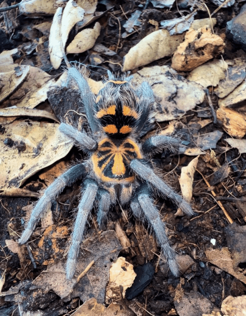 Theraphosinae sp. “Yasuni”