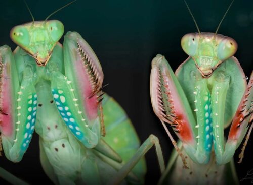 Rhombomantis longipennis