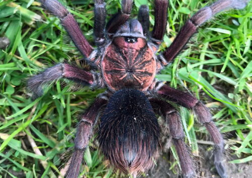 Phormictopus sp.  "Red"