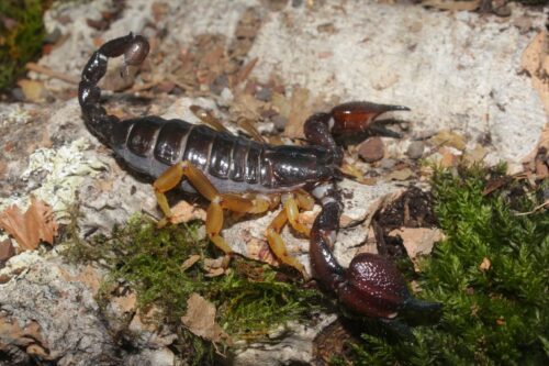 Deccanometrus latimanus
