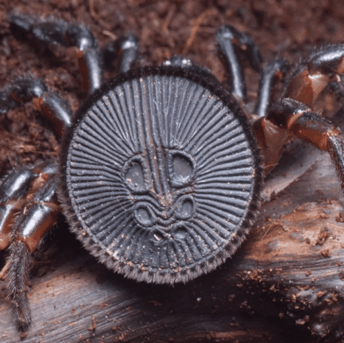 Cyclocosmia lananensis