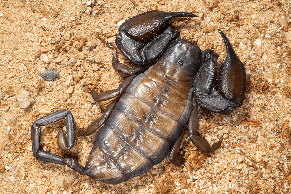 Hadogenes granulatus - Image 2