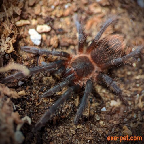 Sericopelma sp. "El Cope"