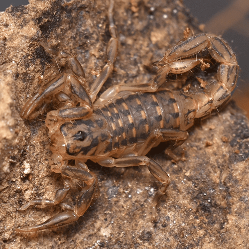 Mesomexovis variegatus