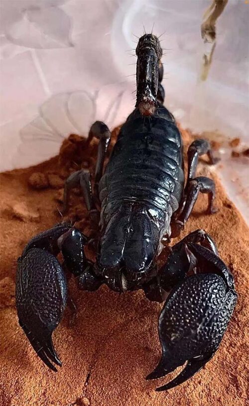 Srilankametrus yaieensis