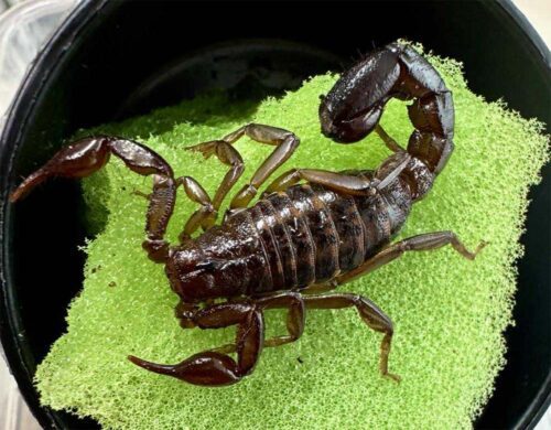 Mesomexovis variegatus