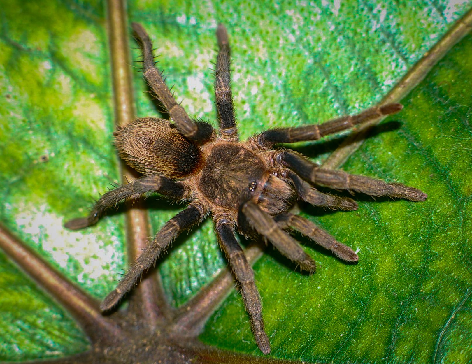 Theraphosidae sp. "Chorillo Chica"