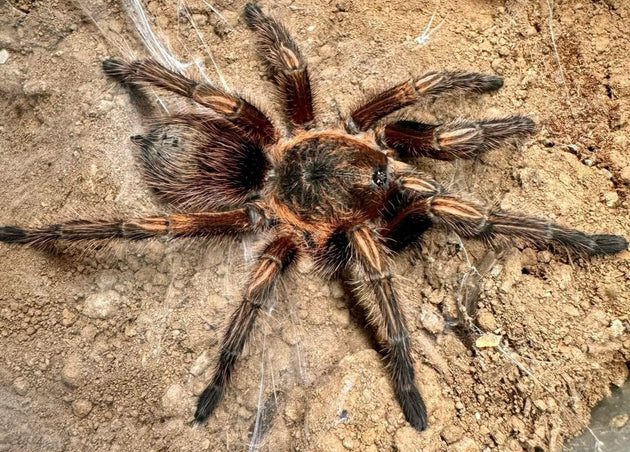 Theraphosidae sp. "Subaureum"