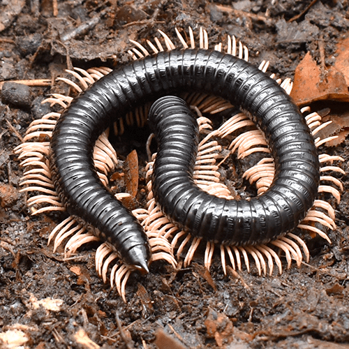 Alienostreptus bicoloripes