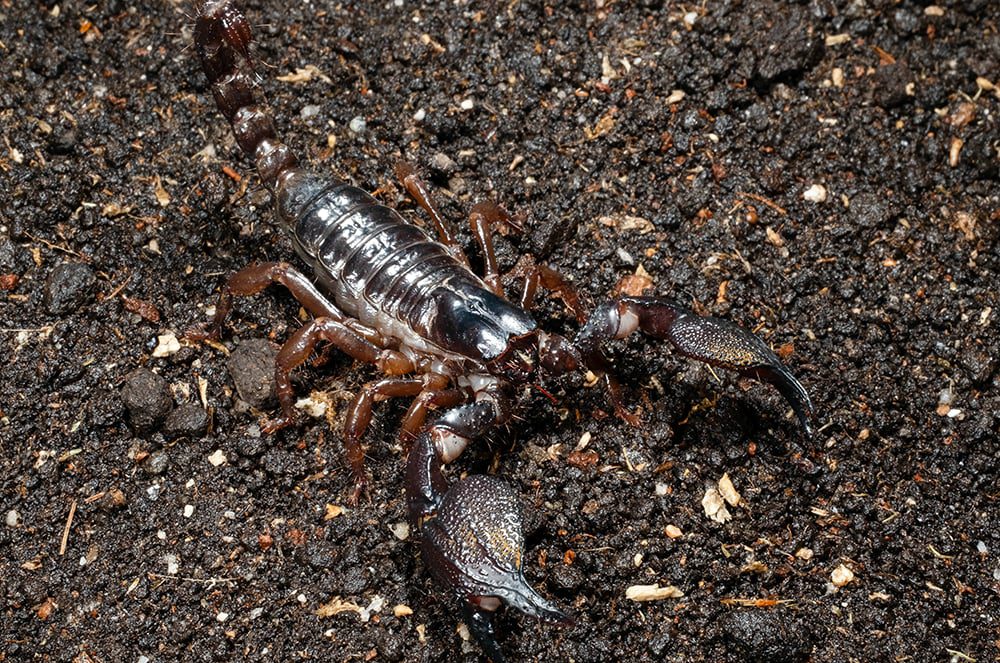 Srilankametrus gravimanus