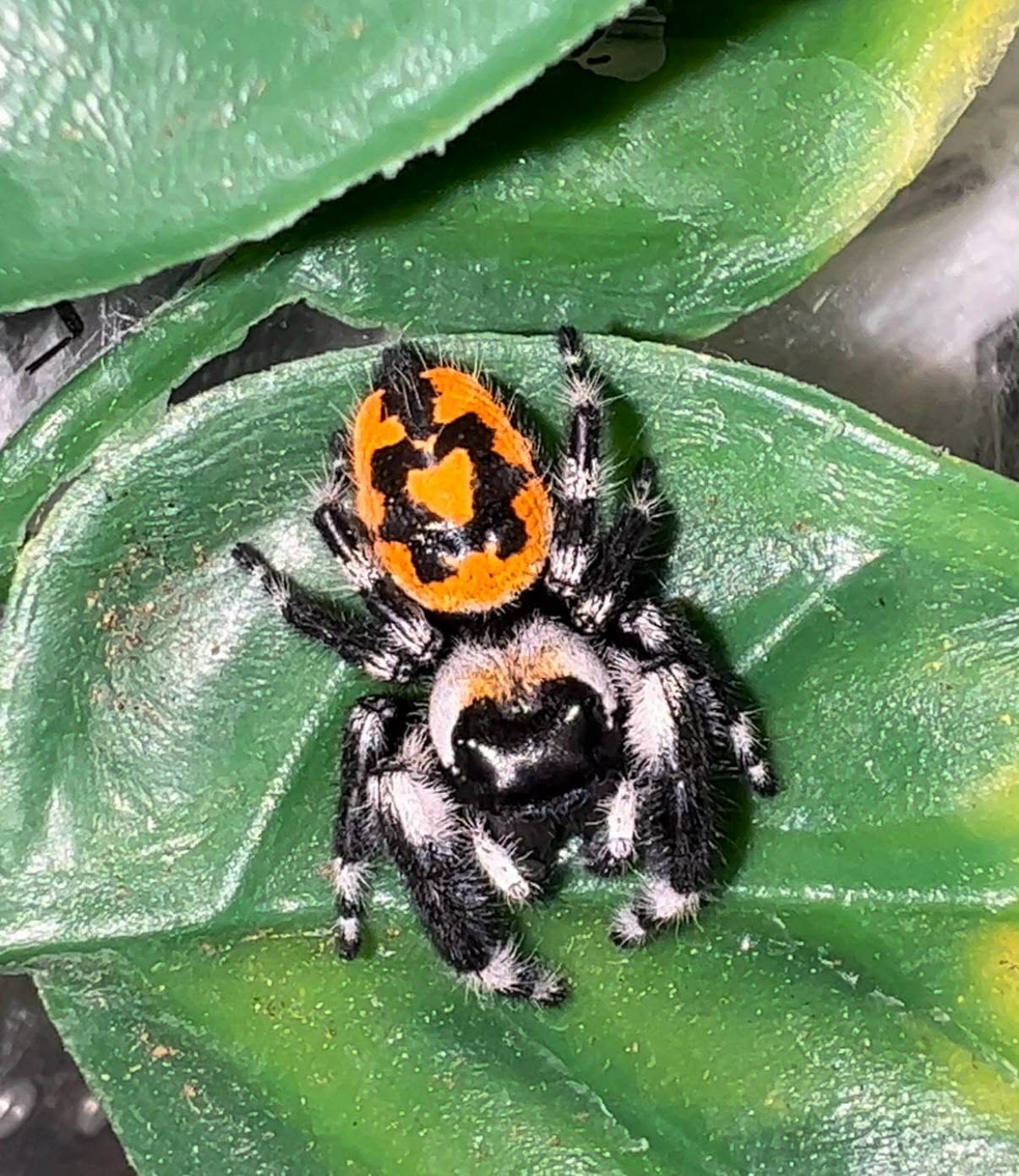 Phidippus audax bryantae
