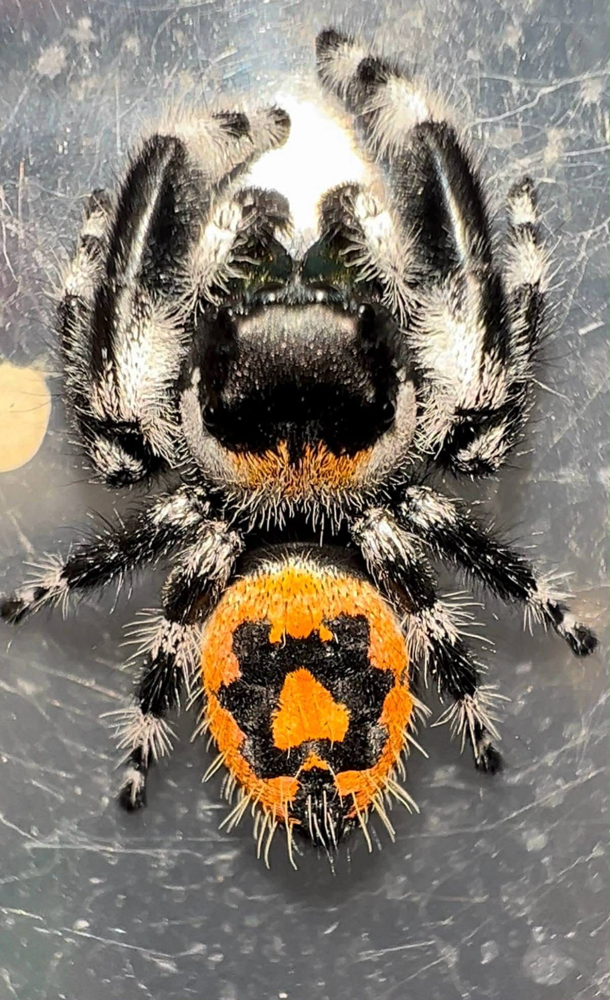 Phidippus audax bryantae - Image 2