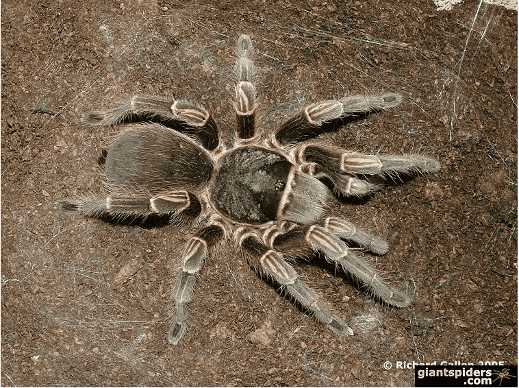 Acanthoscurria cordubensis