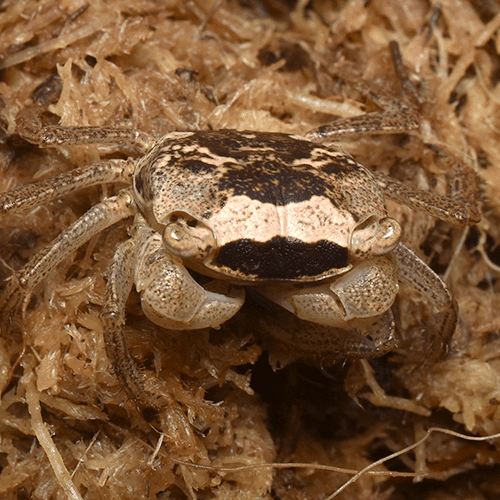 Geosesarma sp. - Image 2