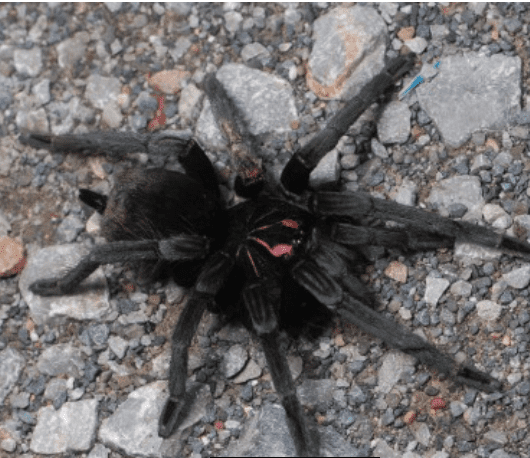 Pamphobeteus sp. "Pema"