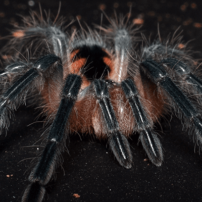 Pamphobeteus sp. "Santa Domingo Goliath"
