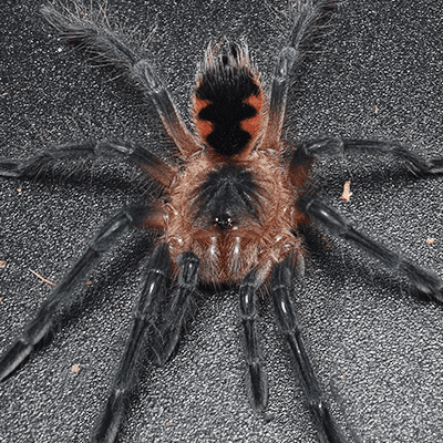 Pamphobeteus sp. "Santa Domingo Goliath" - Image 2