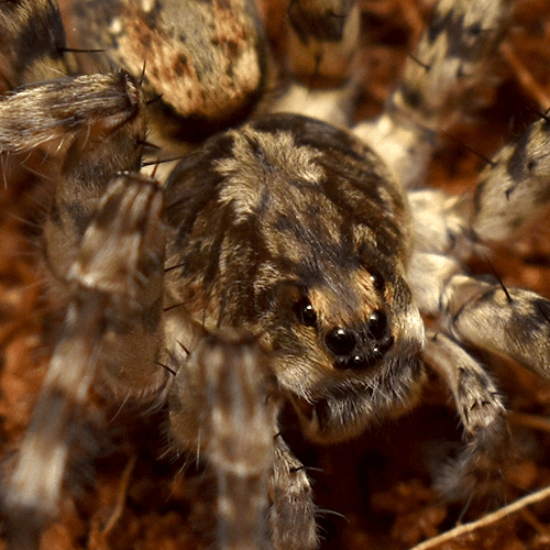 Arctosa sp. "Stripe" - Image 2