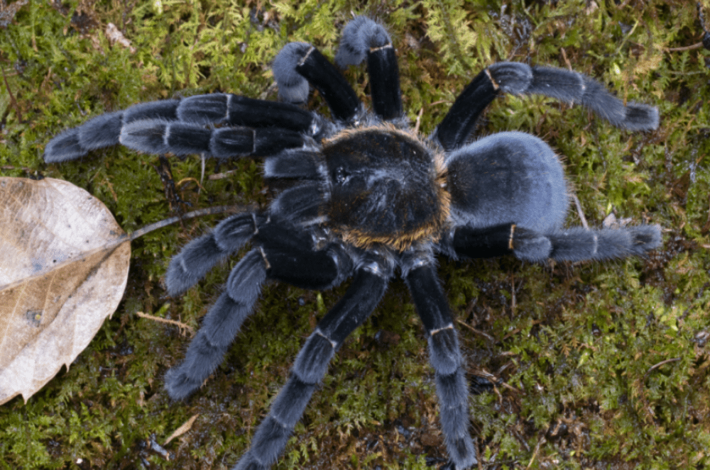 Cyriopagopus doriae