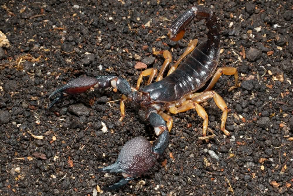 Chersonesometrus fulvipes