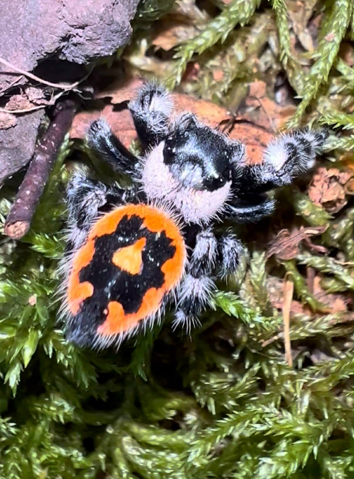 Phidippus audax bryantae - Image 3
