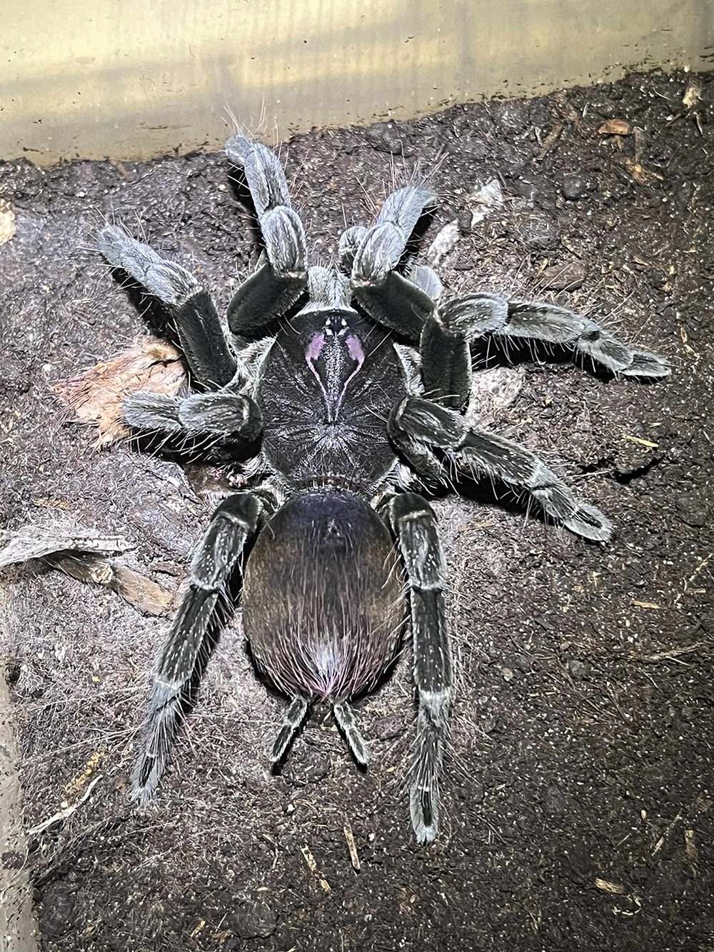 Pamphobeteus sp. "Tucan"