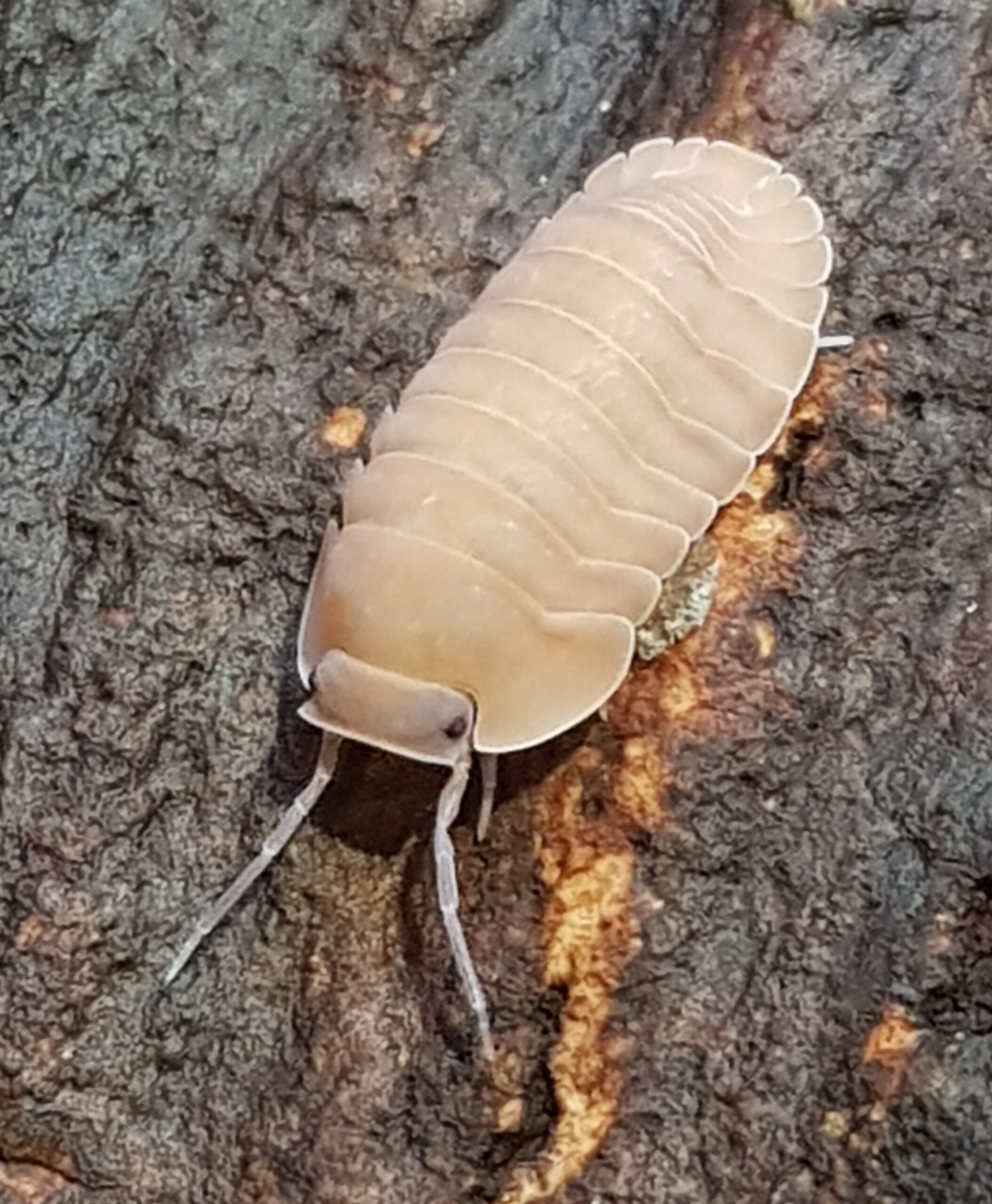Caribodillo martinicencis