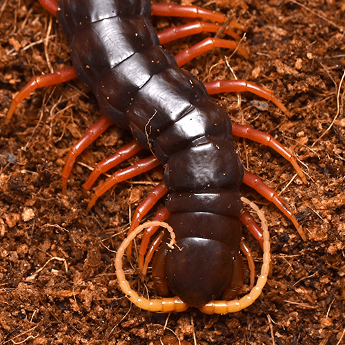 Scolopendra sp. "Red Rioessi"