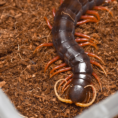 Scolopendra sp. "Red Rioessi" - Image 2