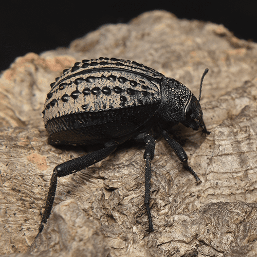 Pimelia sp. - Image 2