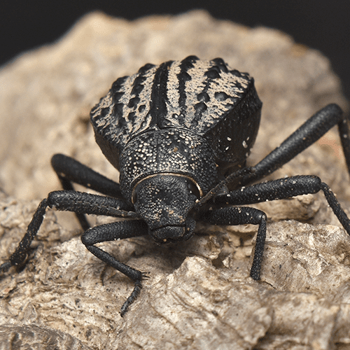 Pimelia sp.