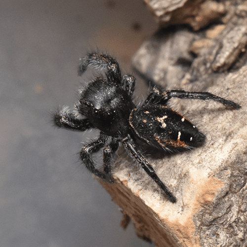 Phidippus johnsoni - Image 2