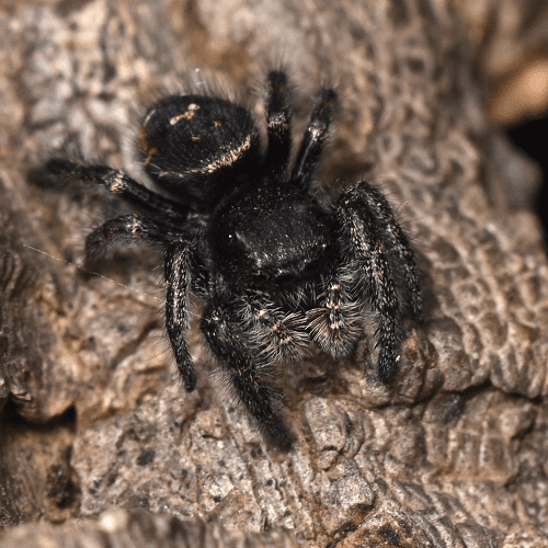 Phidippus johnsoni