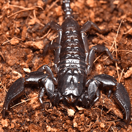 Liocheles sp. "Kanchanaburi"